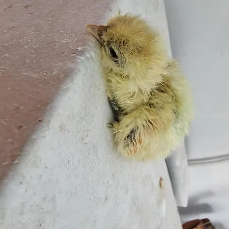 木屋 A Casa Da Lua *