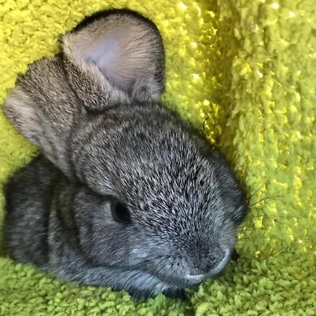 A Casa Da Lua 木屋 *