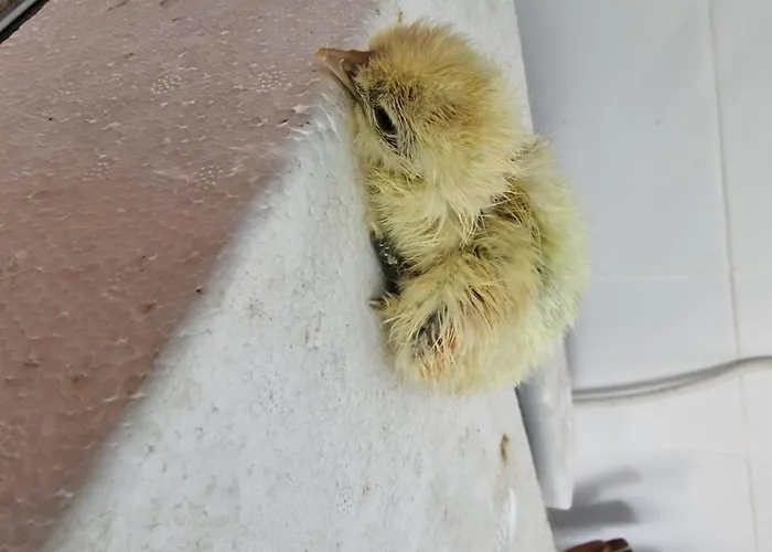 Шале A Casa Da Lua *