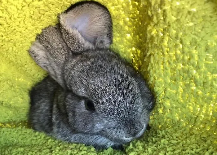 A Casa Da Lua Шале *